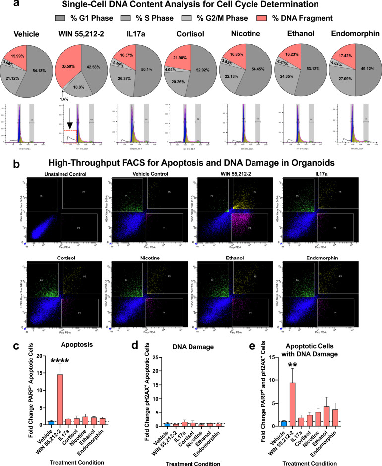 Analysis if DNA content, DNA damage, and apoptosis induction within enviromimetic human-derived forebrain organoids.a Increased DNA fragmentation in organoids treated with WIN 55,212-2. To examine if our narcotic and neuropsychiatric-related treatments altered the cell cycle of proliferating cells within human-derived dorsal forebrain organoids, we adapted a single-cell DNA content analysis. Briefly, whole organoids were dissociated to a single-cell suspension and labeled with the fluorescent DNA-intercalating agent Propidium Iodide (PI). DNA content below our G1 peak serves as a proxy of cell death due to DNA fragmentation/digestion by endonucleases [93]. No major alterations in the proportion of proliferating cells or DNA fragmentation were detected in our IL17a, cortisol, nicotine, ethanol, and endomorphin treatment groups. However, a robust effect of WIN 55,212-2 treatment was detected for the DNA content, whereby WIN 55,212-2 selectively increased DNA fragmentation in our human-derived dorsal forebrain organoids. This indicated that, of our various narcotic and neuropsychiatric-related enviromimetic treatments, the cannabinoid agonist WIN 55,212-2 may selectively induce neurotoxicity and thus cell death within developing human-derived dorsal forebrain organoids. DNA histograms are provided for all treatment groups underneath their respective pie-charts, which delineate the proportion of cells in G1 phase, S phase, G2/M phase, and those which exhibit DNA fragmentation (i.e., dead and/or dying cells). For reference, a red-box and arrow identifies the DNA fragmentation peak in dorsal forebrain organoids treated with WIN 55,212-2. b–e, Validation of death and DNA damage in organoids treated with WIN 55,212-2. To provide orthogonal validation of our DNA content analysis, we adapted a multi-panel FACS assay to provide a higher-resolution analysis of cell death and DNA damage. Following a series of fixation, permeabilization, and re-fixation steps (designed to gain access to the nucleus), cells were labeled with an Alexa647-conjugated phosphorylated H2AX antibody to detect the presence of DNA damage machinery and a PE-conjugated cleaved PARP antibody for detection of cell death induction. As shown in bar graphs, the endocannabinoid receptor agonist WIN 55,212-2 was the only treatment to significantly increase cell death (PARP-PE + cells, or gate P4 in flow charts) within human-derived dorsal forebrain organoids. There was no increase in P2HAX + healthy cells (i.e., gate P6 in flow charts) that exhibited no evidence of apoptosis amongst any of our treatment groups. However, there was a significant increase in the proportion of DNA damaged apoptotic cells (H2AX + and PARP + double-positive cells, depicted by gate P5 in flow charts) selectively within human-derived dorsal forebrain organoids treated with WIN 55,212-2. For all panels, n = 4–6 iPSC donors x n = 7 treatment groups for a total n of = 34–41 experimental samples for flow cytometry analysis across experiments. All gates/quadrants in flow charts were pseudorandomly labeled. **** denotes p < 0.00001 and ** denotes p < 0.01. Bar graphs represent mean ± SEM.