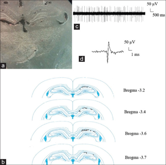 (a) The coronal photomicrograph of the recording and microinjection site in the CA1. (b) A representative image, displaying the microinjection and recording sites in the CA1. (c) A representative pattern of neuronal electrical activity recorded from the CA1. (d) An expanded waveform of a spike recorded from a CA1 neuron