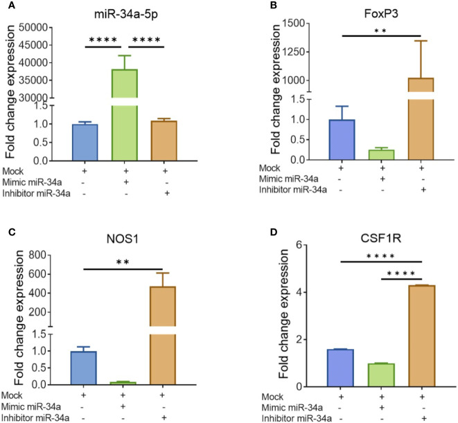 Validation of genes targeted by miR-34a-5p: Splenocytes harvested from a group of four naïve C3H/HeJ mice were cultured and activated with SEB overnight followed by transfection with mock, mimic or inhibitor of miR-34a-5p. RT-PCR was used to detect the levels of targeted genes. (A) miR-34a-5p expression with mock, mimic or miR-34-5p inhibitor. (B–D) Expression of FoxP3 (B), NOS1 (C), and CSF1R (D) in the presence of mock, mimic or miR-34-5p inhibitor. Data presented as vertical bars represent Mean ± SEM of triplicates. Different gene expression in panels (A–D) was calculated as normalized to mock control group gene expression (ΔΔCT). Statistical significances are depicted as **p < 0.01, ****p < 0.0001 between the compared groups.
