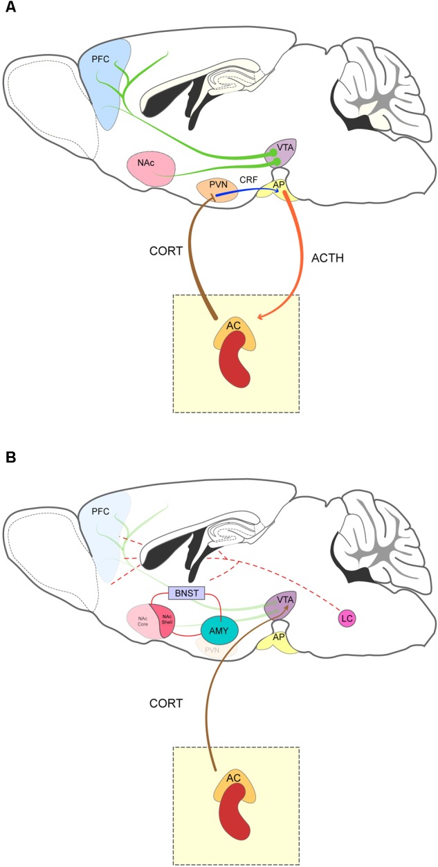 Sagittal representation of the mesocorticolimbic system and the brain stress-related areas. (A) The mesocorticolimbic system is composed of dopamine projection neurons (green arrow) that innervate the nucleus accumbens (NAc) and prefrontal cortex (PFC). Drugs of abuse such as cocaine or amphetamine increase the activity of VTA neurons and lead to dopamine release in the NAc and PFC. The HPA axis comprises the paraventricular nucleus of the hypothalamus (PVN), the anterior pituitary gland (AP) and the adrenal cortex (AC). Stressful stimuli activate the PVN, which releases CRF (blue arrow) in the AP and stimulates adrenocorticotropic hormone (ACTH) (orange arrow) secretion into the bloodstream. In turn, ACTH reaches the AC to induce release of corticoids (CORT, brown arrow). Activation of the HPA is terminated by a negative feedback mechanism induced by corticoids in the PVN and AC. Acute and chronic exposure to stress lead to vulnerability to drug addiction by strengthening plasticity across the mesocorticolimbic pathway. Indeed, stress induces DA release in the PFC and NAc and “sensitizing” VTA neurons (Saal et al., 2003). (B) Relevant stress-related areas and their interaction with the brain’s reward system. Corticosteroids from the adrenal gland stimulate the VTA and the extended amygdala [bed nucleus of the stria terminalis (BNST), amygdala (AMY), and the shell of the NAc]. The arousal system and the noradrenergic projections from the locus coeruleus (LC) is also represented (dashed lines).