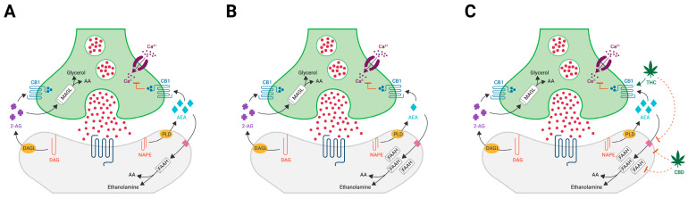 A series of diagrams illustrating the production of endogenous cannabinoids 2-AG and AEA from precursor molecules, their mechanism of action at the presynaptic CB1 receptors (with the resultant effect of reduced presynaptic calcium influx and hence neuronal excitement), and subsequent degradation by FAAH and MAGL. (A) Normal ECS functioning; (B) the ECS in EUPD showing an increase in FAAH-mediated degradation of AEA; (C) potential exogenous cannabinoid mechanism of action at the presynaptic CB1 receptor and at the postsynaptic deactivation of anandamide.