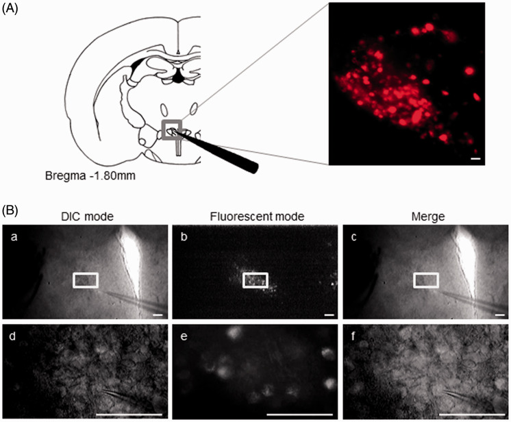In vitro whole-cell patch-clamp recording of neurons in the hypothalamic PVN in the OXT-mRFP1 transgenic rat (A) Left: Schematic drawing of a coronal brain slice including the PVN. Right: OXT-mRFP1 neurons are shown in 300 μm slice including the PVN using fluorescence microscopy. (B) OXT-mRFP1 neurons are distinguished from other neurons by DIC and fluorescence microscopy. DIC mode (B-a and B-d), fluorescent mode (B-b and B-e), and the merged images (B-c and B-f) are shown. B-d to f are shown with high-magnified images of B-a to B-c boxed regions. Scale bars = 100 µm in A right and B.DIC: differential interference contrast.