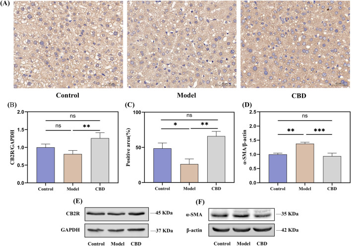 CBD effects on CB2R expression in liver tissue following injury. ((A, C) immunohistochemical analysis showing the expression of CB2R in liver tissue. (B, D–F) Western blot analysis of CB2R and α-SMA expression in liver tissue).