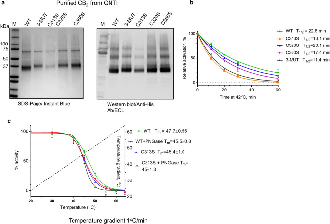Purification and thermostability of CB2 WT and cysteine-replacement variants. (a) SDS-PAGE and Western blot of purified CB2 variants from Expi293F GNTI− cells; (b) thermostability at 42 °C of CB2 WT and cysteine replacement variants in Façade-TEG/CHS micelles; (c) contribution of glycosylation and palmitoylation into stability of CB2. Treatment with PNGase F removes N-linked glycosylation from the receptor while replacement of cys in position 313 removes site for palmitoylation. Results represent an average of two independent measurements with standard deviations indicated.