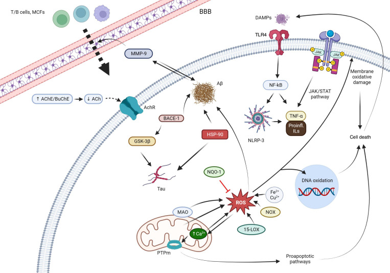 Main mechanisms of action of the quinones described in this review. Abbreviations: T/B cells: the two main types of lymphocytes. BBB: blood brain barrier. AChE: acetylcholinesterase. BChE: butyrylcholinesterase. AChR: acetylcholine receptor. MMP-9: matrix metalloproteinase 9. Aβ: beta-amyloid protein. BACE-1: beta-secretase 1. GSK-3β: glycogen synthase kinase-3 beta. HSP90: Heat-shock protein 90. NQO1: NAD(P)H:quinone oxidoreductase 1. ROS: reactive oxygen species. MAO: monoamino oxidase. PTPm: mitochondrial permeability transition pore. 15-LOX: 15-lipooxygenase. NOX: nitric oxide. DAMPs: damage-associated molecular patterns. TLR4: Toll-like receptor 4. NF-κB: Nuclear factor kappa-light-chain-enhancer of activated B cells. NRLP3: NLR family pyrin domain containing 3. JAK: Janus kinase. STAT: signal transducer and activator of transcription. TNF-α: tumor necrosis factor alpha. IL: interleukins.