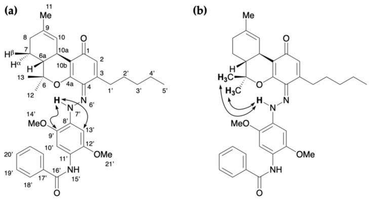 Key correlations for 4: (a) HMBC and (b) NOESY.