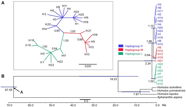 (A) Bayesian phylogenetic tree based on cpDNA data. (B) Divergence time estimated for the major clades of Cannabis by the BAEST analysis (Blue bars indicate the 95% highest posterior density credibility for node ages).