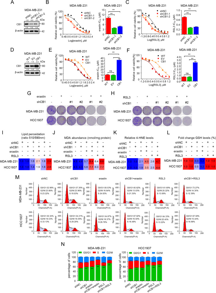 CB1 modulated the sensitivity of TNBC cells to ferroptosis.A–C Effect of CB1 knockdown on MDA-MB-231 cells in response to erastin/RSL3 treatment with two distinct CB1 shRNA expression vectors. WB analysis was conducted to detect CB1 expression in MDA-MB-231 cells that were stably transfected with negative control shRNA (shNC) or shCB1 A. Dose-response curves of MDA-MB-231 cell stably transfected with negative control vector or shCB1 were treated with erastin (B) or RSL3 (C) at the indicated doses. Cell viability was assessed by CCK-8 assay. The effects of negative control shRNA (shNC) or shCB1 on the IC50 of erastin or RSL3 are shown in the bar graphs (right). **p < 0.01 versus the corresponding control (t-test). D–F Effects of CB1 overexpression on MDA-MB-231 cells in response to erastin/RSL3 treatment. WB analysis was conducted to detect CB1 expression in parental MDA-MB-231 cells and cells that were stably transfected with empty vector (EV) or CB1 (D). Dose-response curves of MDA-MB-231 cell viability after stably transfected with empty vector or CB1 treated with erastin (E) or RSL3 (F) at the indicated doses. Cell viability was assessed by CCK-8 assay. The effects of empty vector, CB1 overexpression on the IC50 of erastin or RSL3 are shown in the bar graphs (right). ns (no significance), **p < 0.01 (one-way ANOVA). G, H In colony formation assays, MDA-MB-231 and HCC1937 cells stably transfected with negative control shRNA (shNC) or shCB1 treated with erastin (5 μM) (G) or RSL3 (0.5 μM) (H) for 14 days. I–N The lipid peroxidation (I), MDA (J), 4-HNE (K), GSH levels (L), and cell cycle distribution (M, N) of MDA-MB-231 and HCC1937 cells stably transfected with negative control shRNA (shNC) or shCB1 treated with erastin (5 μM) or RSL3 (0.5 μM). **p < 0.01 versus the vehicle (t-test) for cell cycle arrest (M, N). Data shown are mean ± SD of triplicate measurements that were repeated three times with similar results.