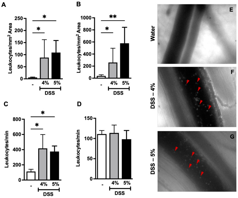 DSS administration increases leukocyte recruitment in colon tissue in mice. (A) Adherent and (C) non-adherent leukocytes from colon-collecting venules (V1) and (E–G) representative images of leukocytes (red triangles) in collecting venules of the colon from mice given either water, DSS 4%, or DSS 5%. (B) Adherent and (D) non-adherent leukocytes from post-capillary venules (V3) from mice given either water, DSS 4%, or DSS 5%. Data are represented as means ± SEMs; N = 8–10 (water and DSS 4%) and 5 (DSS 5%). White bar indicates mice on water. * p < 0.05 and ** p < 0.01 using one-way ANOVA with a post hoc analysis.