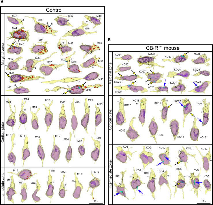 Collage of 3D reconstructions of migrating neurons from wildtype control embryos and CB1R−/− mouse embryos(A and B) Among 42 analyzed cells from control embryos, nuclear hernias are detected in 3 cells (A). Among 34 cells from CB1R−/− embryos, nuclear hernias are detected in 15 cells (B). Herniated chromatin streams are shown in light blue, with examples resulting from NE ruptures pointed to using black arrows with yellow heads, and streams producing PNHs are pointed to with blue arrows. The cells are positioned with pia-directed segments facing up and the ventricular surface-directed segments facing down. See Tables S2 and S3 for morphometric characteristics of each cell. Reconstructed cell bodies with proximal segments of processes are shown in semi-transparent yellow, and nuclei are shown in semi-transparent violet. Most of the identified processes are incompletely reconstructed because of truncation in the serial sections. Anti-CB1R immunoreaction depositions in wildtype embryos are depicted in red. Most of the interneurons tangentially migrating through the marginal zone show high CB1R content, although cells #M45 and M47-M49 are immunonegative in the reconstructed segments. Centrioles (c) are depicted in green, procilia (ci) – in blue. Scale bars are valid for all the cells. Images of the cells M8-M34 and KO1-KO16 were published in our previous article 21 (CC BY http://creativecommons.org/licenses/by/4.0).