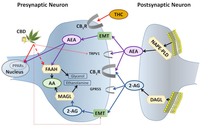Biosynthesis, Degradation, and Receptor Binding of AEA and 2-AG.AEA is synthesized from membrane phospholipids in the postsynaptic neuron by NAPE-PLD. It crosses the synapse “against the traffic” and activates CB1R and TRPV1 on the presynaptic neuron. Following reuptake to the presynaptic neuron by the EMT, AEA activates nuclear receptors—PPARs—and is degraded by FAAH.THC directly activates CB1R; CBD inhibits FAAH and EMT (increasing AEA levels), the endogenous ligand of CB1R. Like AEA, CBD activates PPARs and TRPV1.2-AG, 2-arachidonoylglycerol (blue ellipses and related lines); AA, arachidonic acid (green ellipses); AEA, anandamide (purple ellipses and related lines); CB1R, cannabinoid type 1 receptor; CBD, cannabidiol; DAGL, diacylglycerol lipase; EMT, endocannabinoid membrane transporter (green tubes); FAAH, fatty acid amide hydrolase; GPR55, G protein-coupled receptor 55; MAGL, monoacylglycerol lipase; NAPE-PLD, N-acylphosphatidylethanolamine-specific phospholipase D; PPARs, peroxisome proliferator-activated receptors; THC, Δ9-tetrahydrocannabinol; TRPV1, transient receptor potential channels of vanilloid type-1. Broken lines = inhibition; half ellipses ( ) = receptors; hexagons = enzymes; yellow mesh = cell membrane. Thicker lines and half ellipses are of greater importance than the thinner ones. Black lines, other pathways; red lines, phytocannabinoid pathways.