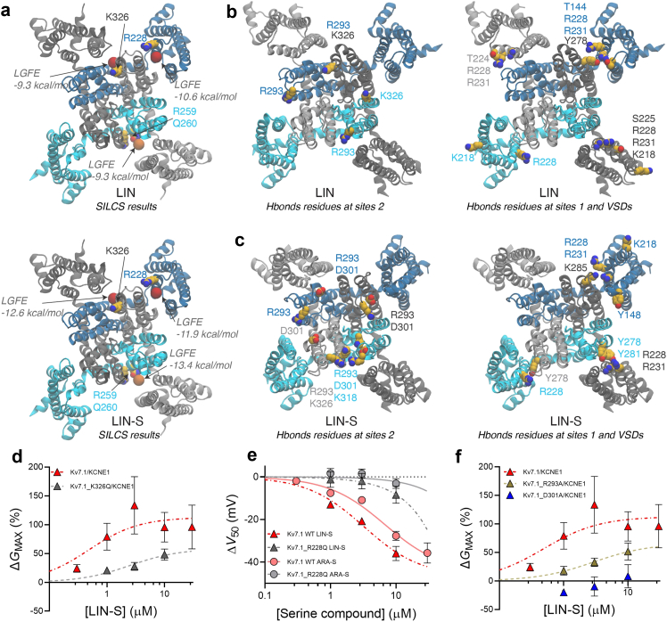 LIN and LIN-S regions of interactions with KV7.1. Computational analyses of endocannabinoid interactions with hKV7.1, and experimental assessment of the impact of introducing indicated mutations on the endocannabinoid effect on hKV7.1 or hKV7.1/KCNE1. a) SILCS results highlighting the centroid of regions of interactions for the PUFA LIN (upper panel) and endocannabinoid LIN-S (lower panel). The centroids are shown as red and orange spheres for regions in the upper and lower leaflet, respectively. The SILCS score for each region is reported, and known PUFAs binding residues45 at sites 1 (R228) and 2 (K326) and additional residues in the lower leaflet are shown as spheres, as a reference. b and c) Residues in the upper leaflet engaging in hydrogen bonds with (b) LIN and (c) LIN-S at sites 2, sites 1 and additional regions in the VSDs. The residues are labelled according to the color of the corresponding monomer, cyan for chain A, light gray for chain B, blue for chain C and gray for chain D. The total count of the hydrogen bonds was scaled by the number of frames, and only residues forming a minimum of 0.5 hydrogen bonds per frame are shown. In b and c, the protein represents the last frame of the simulation. d) Concentration-response relation for ΔGMAX of LIN-S in hKV7.1/KCNE1 WT and hKV7.1_K326Q/KCNE1. Best fit for hKV7.1_K326Q/KCNE1: EC50 = 2.5 μM, ΔGMAX, max = 58%. Data shown as mean ± SEM; n = 4–10. Note that the 30 μM concentration was excluded from the fit. Note that hKV7.1_K326Q does not generate measurable currents without KCNE1 co-expression.46 e) Concentration-response relation for ΔV50 of LIN-S and ARA-S in hKV7.1 WT and hKV7.1_R228Q. Best fit = ambiguous. Data shown as mean ± SEM; n = 4–9. The effect of 10 μM of ARA-S is comparable to the effect previously reported.32 f) Concentration-response relation for ΔGMAX of LIN-S in hKV7.1/KCNE1 WT, hKV7.1_R293A/KCNE1 and hKV7.1_D301A/KCNE1. Best fit for hKV7.1_R293A/KCNE1: EC50 = 2.8 μM, ΔGMAX, max = 65%. Best fit for hKV7.1_D301A/KCNE1 = ambiguous. Data shown as mean ± SEM; n = 4–10.