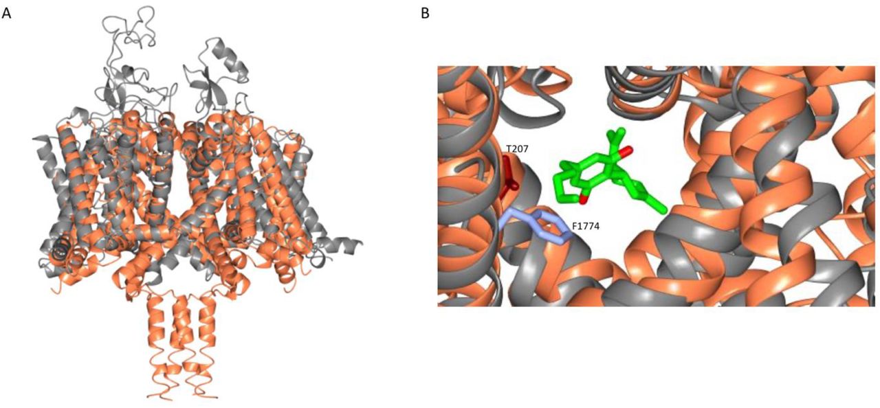 Alignment of the NavMs-CBD Structure (coral) with the Homology Model of Nav 1.1 (grey).The homology model was created in SWISS-MODEL (Waterhouse et al, 2018) using hNav1.2 (PDB code 6J8E) as a template. A) Overall structural alignment. (RMSD =3.34 Å). B) Detail of overlay in the region of residue F1774 (ice blue) in hNav1.2; this is a residue that has been identified as being in the local anesthetic binding site, and was the residue that was mutated in (Ghovanloo et al, 2018), which in their electrophysiology experiments showed effects on CBD inhibition. This residue coincides with the location of T207 (red) in NavMs.
