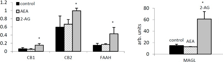 Internal regulation of the EC system by arachidonoyl ethanolamide (AEA) and 2-arachidonoyl glycerol (2-AG). Cannabinoid receptors CB1, CB2, FAAH and MAGL mRNA expression in peripheral blood mononuclear cells (PBMC) by AEA (2.5 µM) and 2-AG (20 µM) was measured by TaqMan PCR and normalized to 18S RNA. * p < 0.05 vs. untreated control.