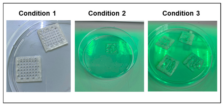 GEL–ALG scaffolds printed under the three conditions.