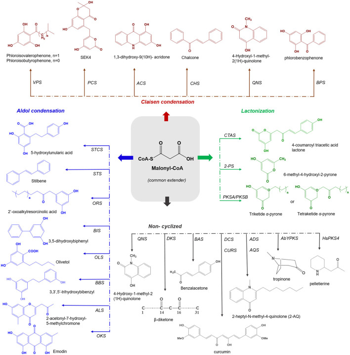 Overview of different cyclization governed by plant type III PKSs. The common extender malonyl-CoA is utilized by several plant type III PKSs. The C6-O-C1 Claisen condensation cyclized polyketides are shown in red color (on the top), C7-O-C2 aldol condensation cyclized polyketides are depicted in blue (left), the C5-O-C1 lactonization type cyclized products are shown in green color (right) and the non-cyclized polyketides are presented in gray (bottom). VPS, valerophenone synthase; PCS, pentaketide chromone synthase; ACS, acridone synthase; CHS, chalcone synthase; QNS, quinolone synthase; BPS, benzaphenone synthase; STCS, stilbene carboxylate Synthase; STS, stilbene synthase; ORS, 2′-oxoalkylresorcinol Synthase; BBS, bibenzyl synthase; OLS, Olivetol synthase; BIS, biphenyl synthase; ALS, aleosone synthase; OKS, Octaketide synthase; QNS, quinolone synthase; DKS, diketide synthase; BAS, benzalacetone synthase; DCS, diketide-CoA synthase; CURS, curcumin synthase; ADS, alkyldiketide-CoA synthase; AQS, alkylquinolone synthase; AbYPKS-type III PKS from Atropa belladonna; HsPKS-type III PKS from Huperzia serrata; CTAS, p-coumaroyl triacetic acid synthase; 2-PS, pyrone synthase and PKSA and PKSB, anther specific chalcone like synthase and PKSB.