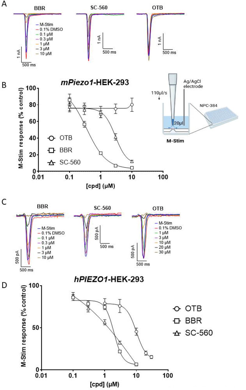 Effect of inhibitors on mechanically activated currents mediated by expressed mPiezo1 and hPIEZO1.(A) Representative recordings of mPiezo1-mediated currents evoked by mechanical stimulation (M-Stim) in the absence and presence of BBR, OTB and SC-560. (B) Concentration-response curves of M-Stim-evoked mPiezo1 currents recorded at different concentrations of SC-560, OTB and BBR (0.1, 0.3, 1, 3 and 10⍰μM). The sketch shows the mechanical stimulation used in the automated patch-clamp assay. (C) Representative recordings of hPIEZO1-mediated currents evoked by M-Stim in the absence and presence of BBR, SC-560 and OTB. (D) Concentration-response curves of M-Stim-evoked hPIEZO1 currents recorded at different concentrations of SC-560 and BBR (0.1, 0.3, 1, 3 and 10⍰μM) and OTB (1, 3, 10, 20 and 30⍰μM). The peak current density in the presence of the inhibitor was normalised to the peak current density in the presence of reference only, and the response to the compound was further normalised to the response of 0.1% DMSO used as control. Fitted curves were generated from the Hill equation. Data are mean ±SEM of N=21-95 wells per concentration.