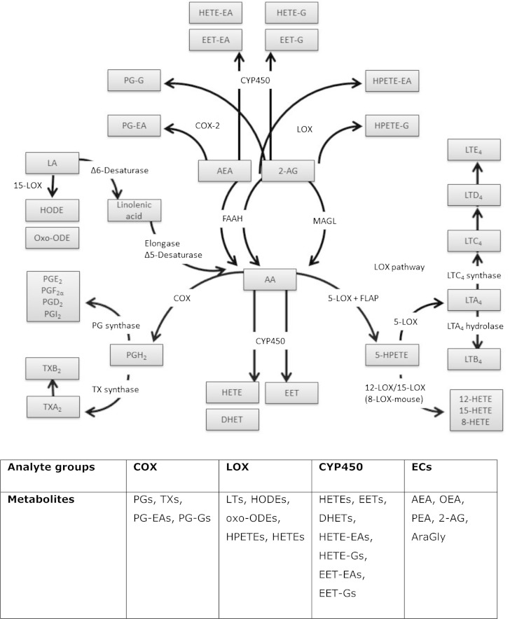 Metabolic pathways of bioactive lipids analyzed with this LC-MS/MS method. G, glycerol; CYP450, cytochrome P450; FAAH, fatty acid amide hydrolase; MAGL, monoacylglycerol lipase; FLAP, 5-LOX activating protein.