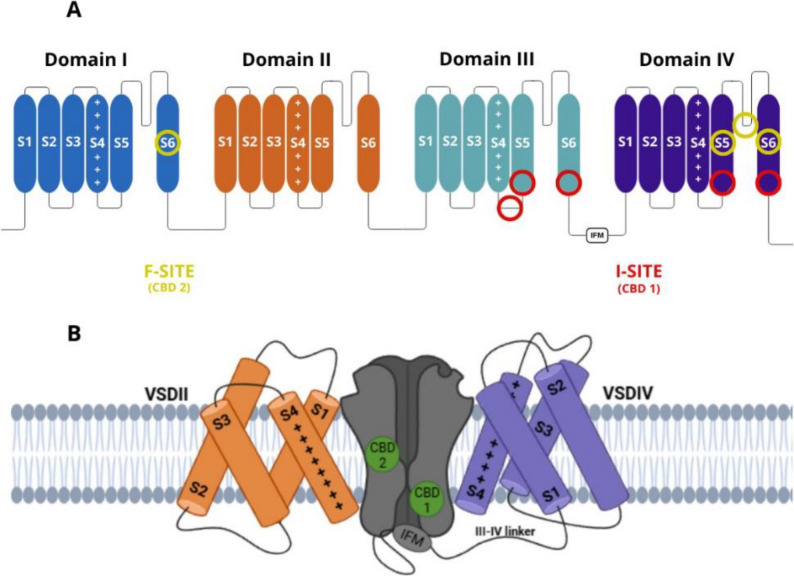 Structural representation of cannabidiol (CBD) binding sites within the voltage-gated sodium channel (Nav). (a) Schematic representation of the four transmembrane domains (I–IV) of voltage-gated sodium channels (Nav), each containing six transmembrane segments (S1–S6). The voltage-sensing domains (S1–S4) are indicated, with the positively charged S4 helices highlighted. The pore-lining S5–S6 segments form the central conduction pathway. Functional binding regions are marked: the I-site (CBD-1) in domains III and IV (red), and the F-site (CBD-2) in domain I and IV (yellow); which are associated with the modulation of channel activity and represent potential pharmacological interaction sites. (b) Interaction of CBD molecules (green) at two distinct binding pockets (CBD1 and CBD2) located between the pore domain and the voltage-sensing domains VSDII (orange) and VSDIV (purple). The intracellular III–IV linker and IFM motif, critical for fast inactivation, are also depicted. This arrangement highlights the potential mechanism by which CBD modulates Nav channel gating and inactivation (inspired by Huang et al. 2023)