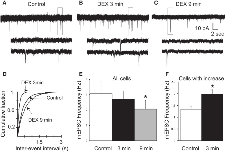 Rapid biphasic changes in mEPSC frequency in PVN gastric-related preautonomic neurons elicited by dexamethasone (DEX). (A–C) Sequential recordings of mEPSCs observed in an EGFP-labeled PVN neuron at a holding potential of −60 mV in control conditions (A) and after 3 min (B) and 9 min (C) of bath application of 10 μM DEX. Bottom traces show the boxed areas in the upper traces on an expanded time scale. (D) Cumulative probability plots of inter-mEPSC interval distribution from the same cell showed a significant increase at 3 min (leftward shift) and a significant decrease at 9 min (rightward shift) in mEPSC frequency (K–S test, p < 0.02). (E) Mean group changes in mEPSC frequency caused by 10 μM DEX at 3 and 9 min (n = 11; ANOVA, Tukey’s; *p < 0.05 from control). (F) Mean group frequency changes in the subset of neurons in which the K–S test detected an increase in mEPSC frequency (n = 6; *p < 0.05, t-test).