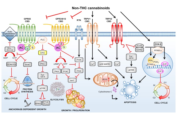 Transient receptor potential channels of the vanilloid subtype proteins and G-protein-coupled receptors mediates the anti-cancer effects of non-tetrahydrocannabinol (non-THC) cannabinoids. Cannabidiol (CBD) antagonises the de-orphaned G-protein-coupled receptor GPR55, and agonise transient receptor potential vanilloids (TRPVs), TRPV1 and TRPV2. CBD may out-compete the natural ligands of orphaned G-protein-coupled receptors (GPCRs), GPR3, GPR6 and GPR12, and this in turn suggests a mechanism for the inhibition of tumour growth and the induction of cell cycle arrest, and/or may even promote selection of cancer stem cells (CSCs).