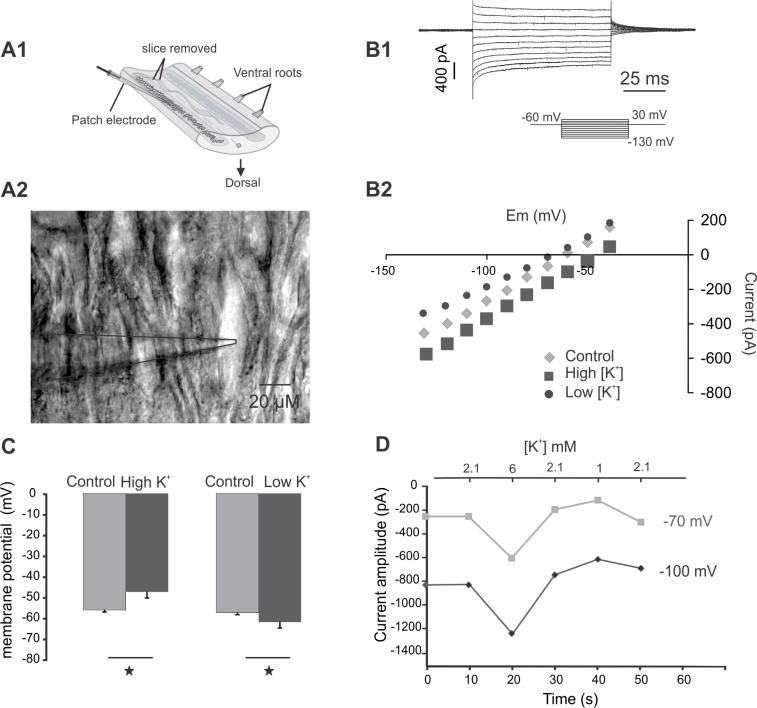 A1. Experimental arrangement of the isolated spinal cord.A2.Photomicrograph of a patched neuron exposed by slicing the spinal cord on the ventral side. The micropipette is shown to the left of the cell. B1. Current traces from voltage steps (-30 to -130) applied to a spinal neuron in the presence of TTX (1 μM) and Kynurenic acid (2 mM). B2. The current-voltage (I-V) relationship with reversal potential at ~60 mV at control conditions, ~50 mV with high extracellular K+ and ~64 mV with low K+ (Control: 2.1 mM, Low: 1 mM and high: 6 mM). C. Membrane potential changes with different extracellular concentrations of K+ during current clamp recording (Control: 2.1 mM, Low: 1 mM and high: 6 mM, single star = p < 0.05, n = 3). D. Current measurements from hyperpolarizing voltage steps (-70 and -100 mV) under voltage clamp during application of different extracellular K+ concentrations (2.1, 6 and 1 mM). Holding potential was -60 mV.