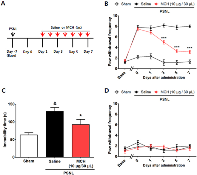 Analgesic effects of i.n. MCH on PSNL-induced neuropathic pain. Experimental design of the PSNL-induced pain model experiments (A). Anti-allodynic effects of MCH measured on the ipsilateral (B) and contralateral (D) plantar surfaces 30 min after the 7th administration of MCH (10 μg/30 μl/day for 7 days i.n., each n = 6) according to the von Frey test. ***p < 0.001 vs. the PSNL group. Data were analyzed with a two-way RMANOVA followed by post hoc Bonferroni tests. The FST was performed 14 days after the sham or PSNL surgery (7th day of MCH or saline treatment; C). Control group: n = 3, all other groups: n = 5–7. *p < 0.05 vs. CFA group, & p < 0.05 vs. Sham. The data were analyzed with a one-way ANOVA followed by Newman–Keuls post hoc tests. Data are expressed as means ± SEM. i.n.: intranasal.