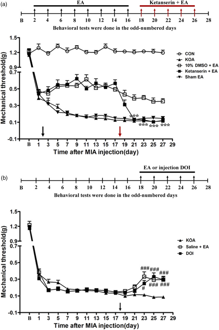 Time course of the effect of 5-HT 2A receptor antagonist/agonist on pain hypersensitivity. (a) Schematic show the timeline of EA and Ketanserin administered. Time course of tactile threshold in response to von Frey filaments in control (CON), KOA, 10% DMSO + EA, Ketanserin + EA and Sham EA mice. EA was administered for 30 min, once every other day for 4 weeks, starting from 2 days after MIA injection, as indicated by black arrow. 5-HT2A receptor antagonist Ketanserin (10 μg) was administered i.t 30 min before EA starting from the 18 days after MIA injection, once every other day for 5 times, as indicated by red arrow. (b) Schematic show the timeline of EA and DOI administered. Time course of the effect of EA or 5-HT2A receptor agonist DOI on tactile withdrawal threshold of KOA mice. 5-HT2A receptor agonist DOI (10 μg) was administered i.t. or EA stimulation starting from the 18 days after MIA injection, once every other day for 5 times, as indicated by black arrow. Data are expressed as means ± SME (n = 8 mice in each group). *** p < .001, compared with the 10% DMSO + EA group; # p < .05; ### p < .001, compared with the KOA group. KOA: knee osteoarthritis; EA: electroacupuncture.