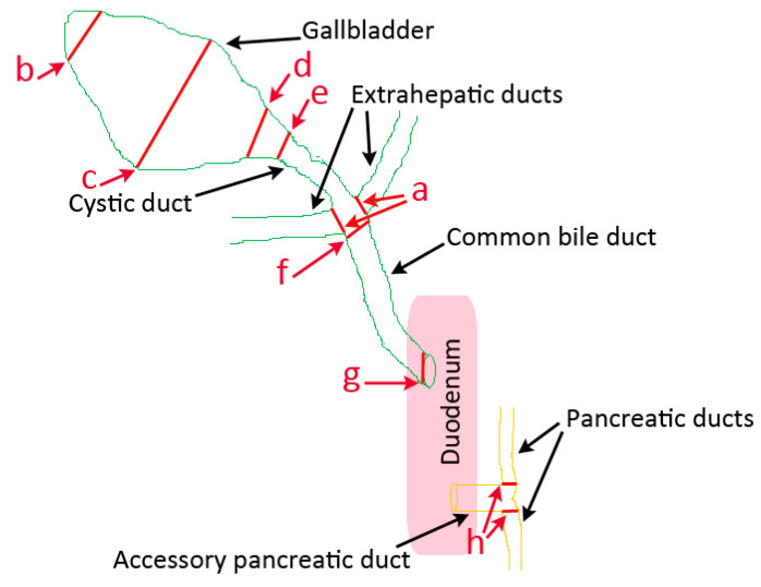 Schematic representation of the canine pancreatobiliary tract illustrating the sites where diameter measurements were made in MRCP, FRCP, and corrosion casting (red lines). a: right and left extrahepatic ducts; b: gallbladder fundus; c: gallbladder body; d: gallbladder neck; e: cystic duct; f: common bile duct at extrahepatic ducts’ junction; g: common bile duct at duodenal papilla; h: right and left pancreatic ducts.