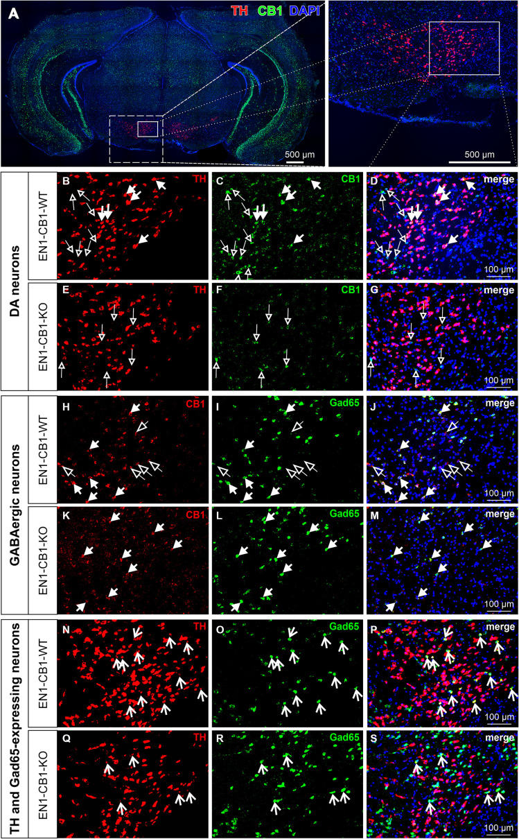 Co-expression of TH and CB1 mRNA in the VTA of EN1-CB1-WT mice and lack of CB1 expression in TH+ neurons in EN1-CB1-KO mutants. Representative micrographs of double fluorescence in situ hybridization experiments, performed on coronal midbrain sections of adult mice with a DIG- and a FITC-labeled riboprobe to detect mRNAs of TH and CB1, respectively (A). High magnifications of medial to lateral part of VTA indicated in (A): (B–D), EN1-CB1-WT, (E–G), EN1-CB1-KO. TH-expressing cells (red, B,E), CB1 transcripts (green, C,F), and merged images (also with DAPI nuclear stain, blue,) of (B,C,E,F), respectively (D,G). Filled arrows indicate cells co-expressing TH and CB1 in EN1-CB1-WT (B–D), which are not present in mutant littermates (E–G). CB1 is also expressed in TH-negative cells (empty arrows) both in EN1-CB1-WT (C,D) and KO mice (F,G). However, a number of TH-positive mesDA neurons do not express CB1 (B, cells not marked) or show weak signals. (H–M) In situ hybridization of consecutive sections treated with a DIG- and FITC-labeled riboprobe to detect transcripts of CB1 and Gad65, respectively. CB1 is expressed in both, GABAergic interneurons (Gad65-positive; filled arrows) and Gad65-negative cells (empty arrows) of EN1-CB1-WT mice (H–J). In EN1-CB1-KO mutants, CB1 is almost exclusively expressed in Gad65-expressing cells (K–M). Moreover, in both genotypes a few cells express both, TH and Gad65, revealing a co-transmitter phenotype of some VTA neurons (N–S). Scale bars: (A) 500 μm; (B–S) 100 μm.