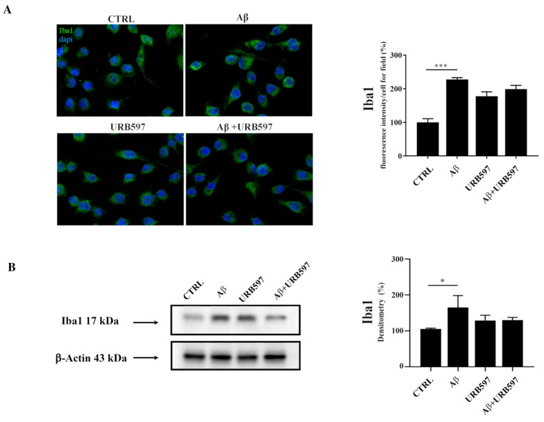 (A) Immunofluorescence analysis of Iba1 in BV-2 cells treated with 30 μM Aβ25–35 for 24 h. Quantization of the intensity of the fluorescence signal was performed using the ImageJ software. The results are expressed as the mean ± SD of three independent experiments. *** p < 0.001. Bar 20 μm; (B) Determination of Iba1 protein levels by western blot. The data were normalized to the β-actin signal, reported as percentage versus control (CTRL). Data are expressed as the mean ± SEM of three independent experiments. * p < 0.05.