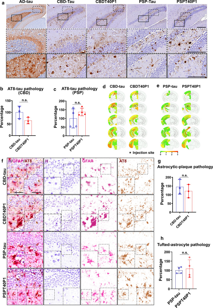 CBD and PSP strain pathogenicities are recapitulated in vivo. a IHC of AD-tau, CBD-tau, CBDT40P1, PSP-tau, and PSPT40P1-injected 6htau mouse brain sections show NFTs and astrocytic tau pathologies visualized using the AT8 antibody; Scale bar = 250 µm and 125 µm (inset). b Quantification of total tau pathology from CBD-tau- and CBDT40P1-inculated 6htau mouse in a; n.s. nonsignificant; unpaired t test; n = 3. c Quantification of total tau pathology from PSP-tau- and PSPT40P1-inculated 6htau mouse in a; n.s. nonsignificant; unpaired t test; n = 4. d Heat map shows the distribution of total tau pathology in the CBD-tau- and CBDT40P-injected 6hTau mouse brains; n = 3. e Heat map shows the distribution of total tau pathology in the PSP-tau- and PSPT40P1-injected 6hTau mouse brains; n = 4. f Double-IHC of CBD-tau, CBDT40P1, PSP-tau, and PSPT40P1-injected 6htau mouse brain reveals astrocytic plaques (AT8) and astrocytes (GFAP) in the CBD-tau- and CBDT40P1-injected 6hTau mouse brains; brain sections were costained with an anti-GFAP antibody, anti-phospho-tau antibody (AT8) and hematoxylin (H); colors were deconvoluted to show their relative distributions; insets highlight astrocytic plaques and tufted astrocytes; scale bar = 100 µm and 50 µm (inset). g Quantification of astrocytic-plaque pathology in CBD-tau- and CBDT40P1-injected 6htau mouse brains; n.s. nonsignificant; unpaired t test; n = 3. h Quantification of tufted astrocyte pathology in PSP-tau- and PSPT40P1-injected 6htau mouse brains; n.s. nonsignificant; unpaired t test; n = 4