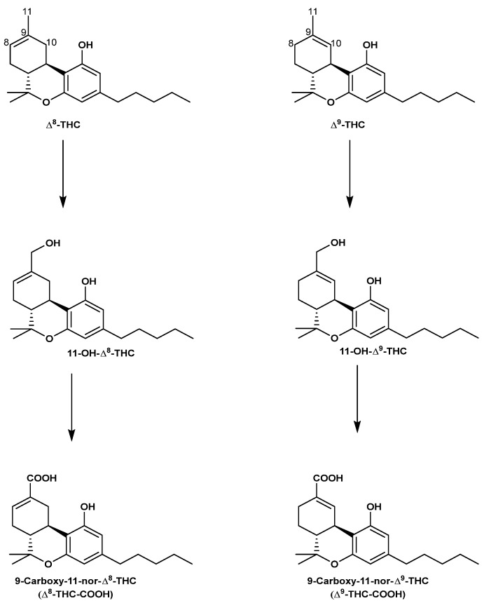 The metabolic pathway of Δ8-THC and Δ9-THC.