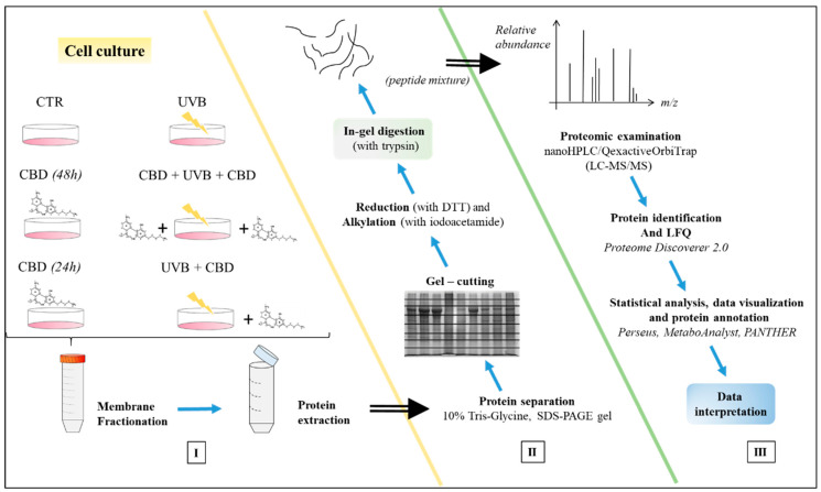 The main stages of proteomic analysis of keratinocyte membranes: I. Preparation of keratinocytes (six groups as described above) for obtaining cell membranes and extraction membrane proteins; II. Preparation of proteins for proteomic analysis; III. Proteomic qualitative–quantitative analysis.