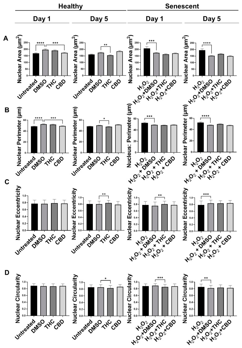 Nuclear parameters of healthy and SIPS DAPI-stained CCD-1064Sk dermal fibroblasts (PDL 24) exposed to phytocannabinoids. (A) Nuclear area, (B) nuclear perimeter, (C) nuclear eccentricity, and (D) nuclear circularity of healthy SIPS fibroblasts exposed to 2 µM of THC or CBD. Data were analyzed with an ANOVA test followed by a Dunnett’s post-hoc multiple comparison test compared to the vehicle (n = 76–186). Bars represent mean ± SEM. Significance is indicated using the following scale: * p < 0.05, ** p < 0.01, *** p < 0.001, **** p < 0.0001. CBD, cannabidiol; DMSO, dimethyl sulfoxide (vehicle); SIPS, stress-induced premature senescence; THC, delta-9-tetrahydrocannabinol.