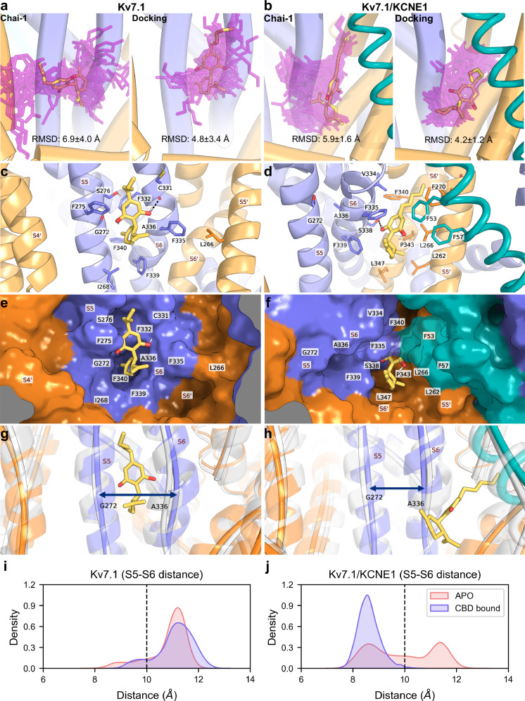 Molecular dynamics simulations of CBD in human KV7.1 and KV7.1/KCNE1 show binding site properties.Ensemble of CBD poses from simulations of the Chai-1 predicted and docking poses, in KV7.1 (a) and KV7.1/KCNE1 (b). The ensemble of poses is shown in faded purple representation and overlayed over the initial pose in yellow, 10 simulation frames are sampled from 300–500 ns during each simulation replica (30 total in each panel). RMSD ± SD values were calculated for CBD relative to the initial pose from each of the 4 binding sites of the 3 simulation replicas (n = 12). Representative binding poses obtained from largest binding pose clusters of CBD in KV7.1 (c) and KV7.1/KCNE1 (d), residues adjacent to CBD are displayed, the black dashed lines represent H-bonds. Surface representation of protein from binding poses above in KV7.1 (e) and KV7.1/KCNE1 (f), the surfaces of F335 (S6) and F53 (E1) are faded to show CBD behind them. Illustration of the S5–S6 interhelical distance in the CBD-bound KV7.1 (g) and KV7.1/KCNE1 (h). The representative simulation frames with the coloured helices reflect the binding pose clusters of CBD, which are overlayed on the initial protein conformation, where the helices are coloured white. The arrow in dark blue colour indicates where the S5–S6 distance was measured. See Fig. 1 for details on subunit colouring. Distance distribution between the S5–S6 helices in KV7.1 (i) and KV7.1/KCNE1 (j).