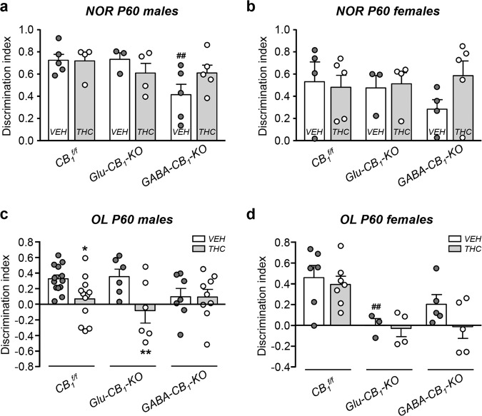 Hippocampal-dependent spatial memory, but no object recognition memory, is altered by prenatal THC exposure specifically in males that preserve CB1R in GABAergic neurons.a, b Novel object recognition test was performed in Glu-CB1-KO, GABA-CB1-KO, and CB1f/f P60 mice, and a discrimination index was calculated for both males and females. c, d Object location test was performed in the mentioned groups, a similar index was then calculated for males and females. n = 3–14 animals per group. *p < 0.05 vs. corresponding vehicle; **p < 0.01 vs. corresponding vehicle; ##p < 0.01 vs. CB1f/f vehicle group.