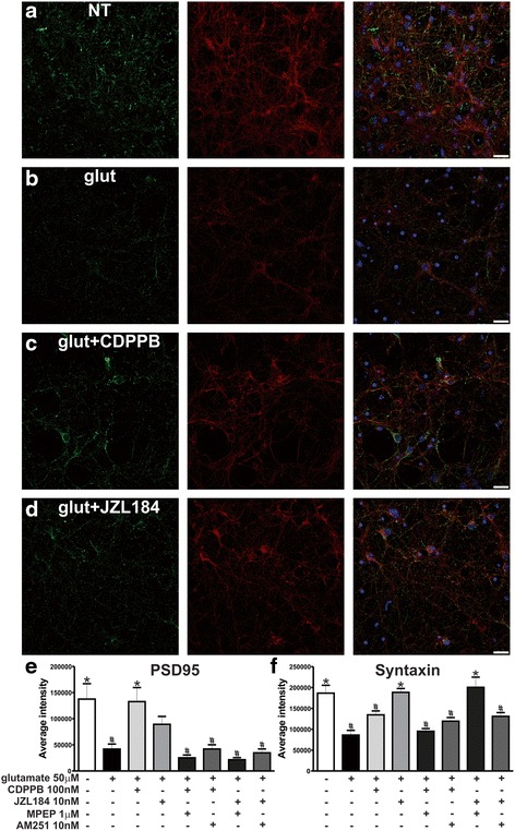 CDPPB protects postsynaptic terminals and JZL184 mainly protects the presynaptic site. Shown are laser-scanning confocal micrographs from neurons immunolabeled for PSD95 (green), anti-syntaxin 1A (red) and DAPI (blue), which were either untreated (NC) (a) or treated with 50 μM glutamate (glut) in the absence (b) or in the presence of 100 nM CDPPB (c) and 10 nM JZL184 (d) for 4 h. Scale bar = 20 μM. Graphs show average intensity of pixel grey levels of PSD95 (e) and syntaxin 1A (f) staining, obtained from at least five images taken from four independent experiments. Neurons were either untreated (−) or treated (+) with 50 μM glutamate, 100 nM CDPPB, 10 nM JZL184, 1 μM MPEP or 10 nM AM251, for 4 h. Data represent the means ± SEM. * indicates significant difference as compared to glutamate treated neurons and # indicates significant difference as compared to untreated neurons (p <0.05)