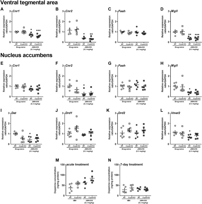 Expression levels of endocannabinoid system-related and dopamine-related genes and dopamine concentration in wild-type (WT) and Cryab knockout (KO) mice after repeated JWH-018 treatment. Expressions of Cnr1, Cnr2, Faah, and Mgll in the (A–D) ventral tegmental area (VTA) and (E–H) nucleus accumbens (NAC) were determined through quantitative real-time polymerase chain reaction (qRT-PCR) following repeated JWH-018 treatment. The expression levels of (I) Dat, (J) Drd1, (K) Drd2, and (L) Vmat2 in the NAC of mice following repeated JWH-018 treatment were also identified through qRT-PCR. Enzyme-linked immunosorbent assay determined the dopamine concentrations in mouse NAC after (M) acute or (N) repeated JWH-018 treatment. Data expressed as mean ± S.E.M. n = 4–6. *p < 0.05, **p < 0.01, ***p < 0.001 (vs. drug-naïve; Tukey post hoc analysis).