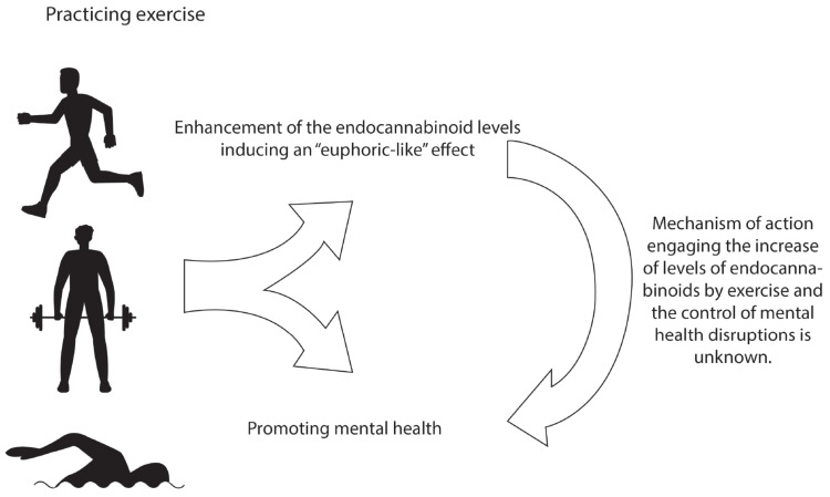 The benefits of physical exercise benefits in endocannabinoid system and mental health. The positive effects of physical exercise on boosting the endocannabinoid system activity for modulating the mental health functioning. Current evidence has shown that exercise increases the activity of the endocannabinoids by presumably inducing an “euphoric-like” effect. In addition, practicing exercise controls mental health symptomatology. However, further studies are needed to describe the mechanism of action that engages the increase in the contents of the endocannabinoids and the control of mental health disruptions. (A higher resolution/colour version of this figure is available in the electronic copy of the article).