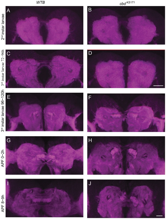 The development of the FB in both WTB and cbd KS171 from 2nd instar larva to pupa.(A–D) DN-cadherin signal in the commissure in 2nd instar larval brain of WTB (A) or cbd KS171 mutant (B), and in early 3rd instar larval brain of WTB (C) or cbd KS171 mutant (D). Scale bar in (D) equals 25 µm and applies to (A–D). (E–J) FB precursors strongly labeled by DN-cadherin in the commissure in a late 3rd instar larval brain from WTB (E) or a cbd KS171 mutant (F), and in a 0–2 h APF pupal brain from WTB (G) or a cbd KS171 mutant (H), and in an 8–9 h APF pupal brain from WTB (I) or a cbd KS171 mutant (J). Scale bar in (J) equals 25 µm and applies to (E–J).
