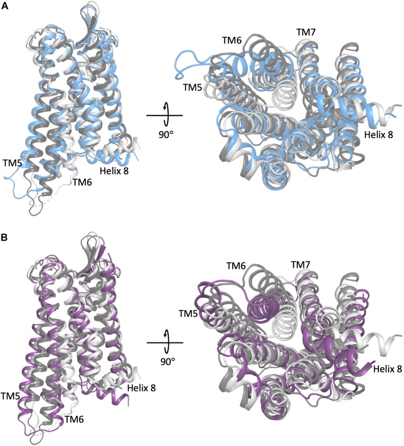 A comparison of the representative conformation of the most probable metastable state within an intermediate region of (A) the morphine-bound MOP receptor, where the intermediate state is in light blue, and (B) the TRV-130-bound MOP receptor, where the intermediate state is in light purple, relative to the experimentally determined MOP receptor inactive and active states (light and dark gray, respectively). Note that the most dramatic differences between these conformations stem from the extent of outward movement of TM6 away from TM3, which is one of the most notable conformational changes that has been associated with receptor activation. Images on the right correspond to a 90° rotation of the receptor helical bundle, and represent the view from the intracellular domain.
