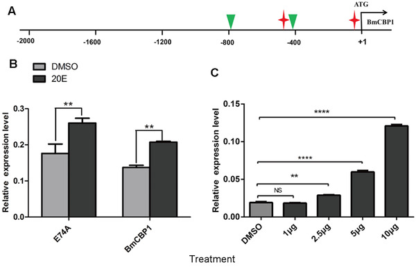 The responses of the BmCBP1 gene to 20‐hydroxyecdysone (20E). (A) Putative ecdysone response elements of EcR::usp and Eip74EF in the promoter of BmCBP1 (red asterisk, EcR::usp; green triangle, Eip74EF). (B) Quantitative polymerase chain reaction analysis of the expression of the BmCBP1 gene in silkworms induced by 2.5 μg of 20E. E74A, ecdysone inducible transcription factor. (C) Quantitative polymerase chain reaction analysis of the expression of the BmCBP1 gene in the silkworm induced by different concentrations of 20E. DMSO; dimethyl sulfoxide.