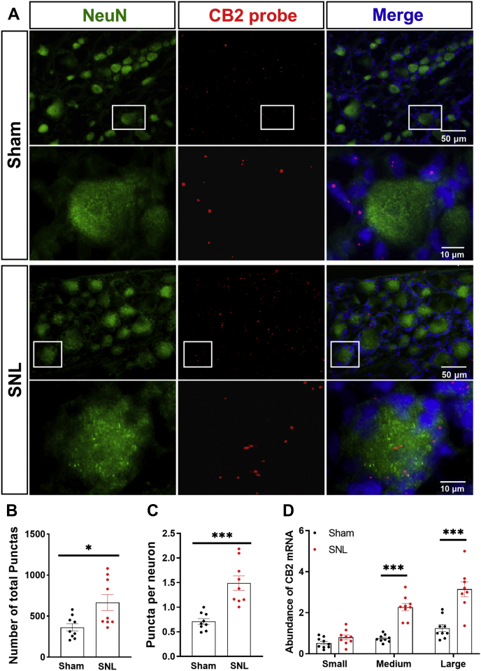 Nerve injury increases CB2 expression in DRG neurons.A, representative low- and high-magnification images of RNAscope in situ hybridization show colabeling of NeuN (green) and CB2 mRNA (red) in DRG tissue sections from sham and SNL rats 10 days after surgery. B–D, quantification of CB2 mRNA punctate signals in the DRG tissue section (B), the abundance of CB2 mRNA signals in DRG neurons (C), and amount of CB2 mRNA signals in small-, medium-, and large-diameter DRG neurons (D) in sham and SNL rats. Data are shown as means ± SEM (n = 9 images per group). ∗p < 0.05, ∗∗∗p < 0.001 compared with the sham group (Two-tailed Student’s t test). CB2, Type-2 cannabinoid receptors; DRG, dorsal root ganglion; SNL, spinal nerve ligation.