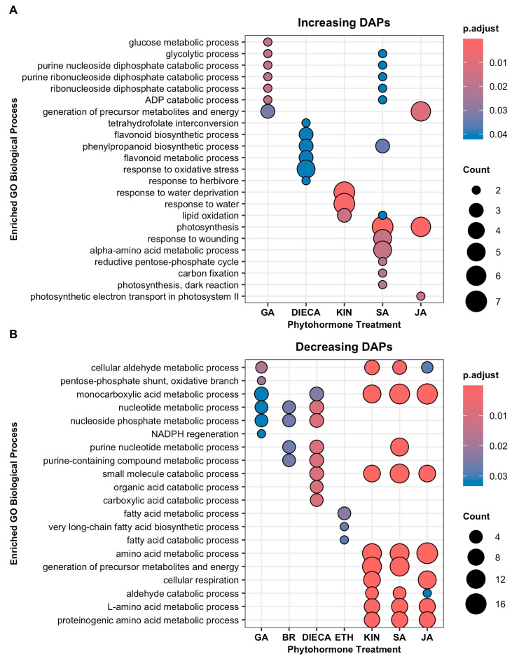 Gene ontology (GO) enrichment analysis identified enriched biological processes of increasing (A) and decreasing (B) differentially abundant proteins (DAPs) when cannabis (Cannabis sativa L.) glandular trichome disc cells responded to phytohormones in vitro. Groups that did not enrich for any processes are not shown; no enrichment was found for abscisic acid. A GO term was deemed enriched when p.adjust < 0.05. Count represents number of DAPs associated with GO term. Abbreviations: BR, brassinolide; DIECA, diethyldithiocarbamate; ETH, ethephon; GA, gibberellic acid; KIN, kinetin; JA, jasmonic acid; SA, salicylic acid.