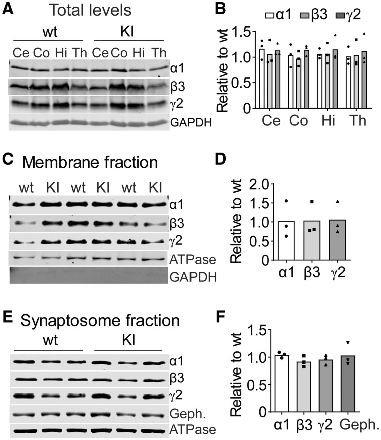 Biogenesis and trafficking of receptors containing mutant β3(D120N) subunits were unaltered in Gabrb3+/D120N KI mice. The mutant β3(D120N) subunits did not affect expression, surface trafficking or distribution in synaptosomes of either their own or other GABAA receptor subunits. (A) Whole-cell lysates from different brain regions [cortex (Co), cerebellum (Ce), hippocampus (Hi) and thalamus (Th)] were collected from KI and wild type littermate mice and subjected to SDS–PAGE and immunoblotted with anti-α1, -β3 and -γ2 subunit antibodies. GAPDH served as a loading control. (B) Band intensities of α1, β3 and γ2 subunits were normalized to GAPDH signal and, then, KI was compared with wild type (n = 3 KI: wild type pairs). One-way ANOVA followed by the Dunnett’s multiple-comparison test was used to determine significance; however, no changes were identified. (C) Plasma membrane proteins from mouse brain were isolated, analysed by SDS–PAGE and immunoblotted with anti-α1, -β3 and -γ2 subunit antibodies. Na+/K+ ATPase served as a loading control, and GAPDH served as cytosolic protein contamination control. (D) Band intensities of α1, β3 and γ2 subunits were normalized to ATPase signal and, then, KI bands were compared with wild type bands (n = 3 KI: wild type pairs). (E) Proteins from synaptosomes were analysed by SDS–PAGE and immunoblotted with anti-α1, -β3 and -γ2 subunit and gephyrin antibodies. Na+/K+ ATPase served as a loading control. The distribution of GABAA receptor subunits was not changed in KI or wild type littermate mice. (F) Band intensities of α1, β3 and γ2 subunits and gephyrin were normalized to the ATPase signal and, then, KI bands were compared with wild type bands (n = 3 KI: wild type pairs). Student’s t-tests were used in D and F with a significance level of α = 0.05. GAPDH: glyceraldehyde 3-phosphate dehydrogenase.