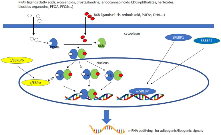 Activation of lipogenic and adipogenic pathways. PPARs (α, β/δ, and γ) belong to the nuclear hormone receptor superfamily and are ligand-activated transcription factors activated by fatty acids, fatty acid derivatives (e.g., eicosanoids), endocannabinoids and potential EDCs. PPAR and RXR dimers form important transcription activators which upon binding PPAR response elements can modulate many important cell functions, e.g., PPARα-RXR dimers activate genes controlling peroxisome proliferation, fatty acid metabolism and lipid homeostasis; PPARγ-RXR dimers affect adipocyte differentiation. C/EBPs are a family of nuclear activators, transiently expressed very early during adipocyte differentiation. C/EBPβ/δ activate the expression of of C/EBPa. Furthermore, the expression of C/EBPa and PPARγ is sustained by apositive feedback loop. Both proteins cooperatively promote downstream adipocyte-related genes transcription. SREBPs are activators of the complete program of hepatic cholesterol and fatty acid synthesis. SREBP-1 preferentially activates genes of fatty acid and triglyceride metabolism, whereas SREBP-2 preferentially activates genes of cholesterol metabolism. SCAP transports SREBPs from the ER to the Golgi apparatus, where is cleaved by two proteases, Site-1 protease (S1P) and Site-2 protease (S2P). nuclear SREBP (nSREBP), translocates to the nucleus, where it activates transcription of multiple target genes. SREBP-2 responsive genes include those for the enzymes HMG-CoA synthase, HMG-CoA reductase, farnesyl diphosphate synthase, and squalene synthase. SREBP-1 responsive genes include those for ATP citrate lyase and acetyl-CoA carboxylase and fatty acid synthase, the fatty acid elongase complex, (27) stearoyl-CoA desaturase, and glycerol-3-phosphate acyltransferase (28) Finally both SREBP forms activate three genes required to generate NADPH, which is consumed at multiple stages in these lipid biosynthetic pathways (29).