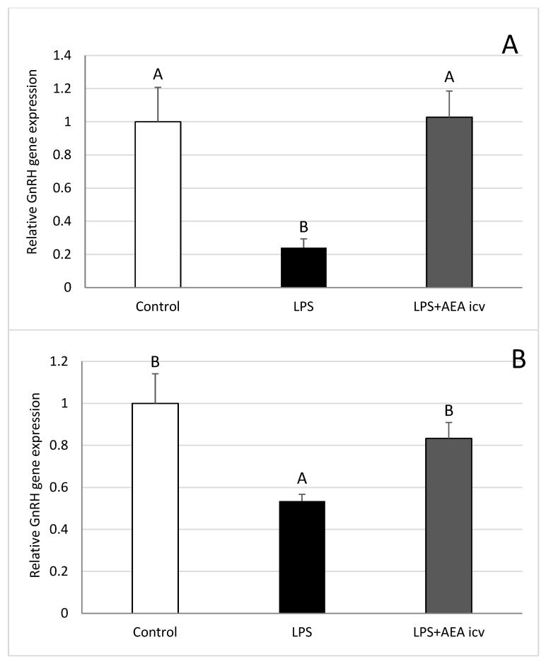 Effect of lipopolysaccharide (LPS; 400 ng/kg, IV) and anandamide (AEA; 100 µM/animal, ICV) injections on relative gonadotropin releasing hormone (GnRH) gene expression in the preoptic area (POA) (A), anterior hypothalamus (AHA) (B), mediobasal hypothalamus (MBH) (C), and median eminence (ME) (D). Data are expressed as mean ± SEM (n = 6 animals per group). Significant differences are indicated by different capital letters (one-way ANOVA followed by Tukey’s post hoc test). Statistical significance was accepted at p < 0.05. (POA: Control vs. LPS p = 0.003885; Control vs. LPS + AEA ICV p = 0.002940; AHA: Control vs. LPS p = 0.010088; Control vs. LPS + AEA ICV p = 0.049125; ME: Control vs. LPS p = 0.048266).