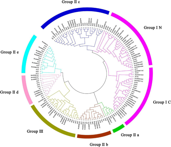 Phylogenetic tree (Guo et al., 2019) representing relationships among WRKY domains of Boehmeria nivea and Arabidopsis thaliana using MEGA-X with 1,000 bootstrap replicates. The arcs with different color represent seven subgroups of WRKY proteins. Group I proteins with the suffix “N” or “C” indicates the N-terminal or the C-terminal WRKY domains.