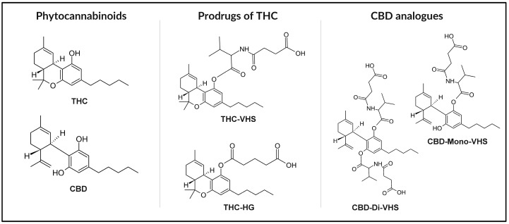 Chemical structures of THC and CBD with selected derivatives: THC-VHS, THC-HG, CBD-Mono-VHS, and CBD-Di-VHS.